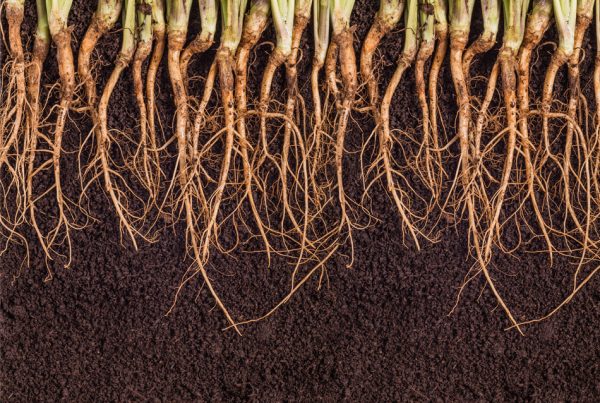 roots of healthy plants in healthy soil