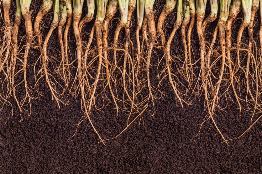 roots of healthy plants in healthy soil